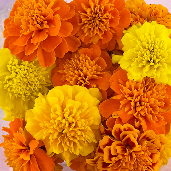 マリーゴールド