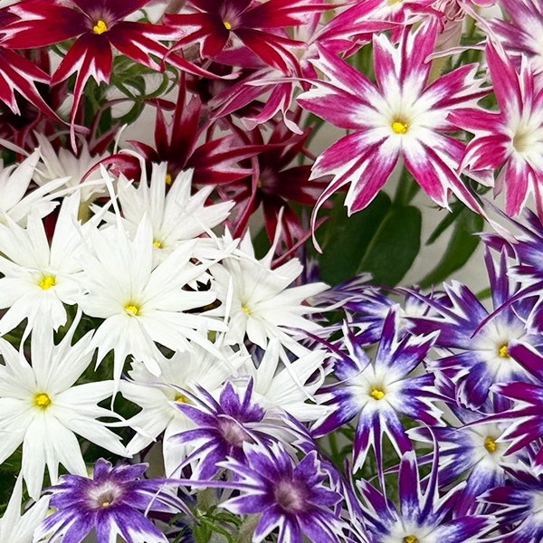 フロックス・ポップスターズ